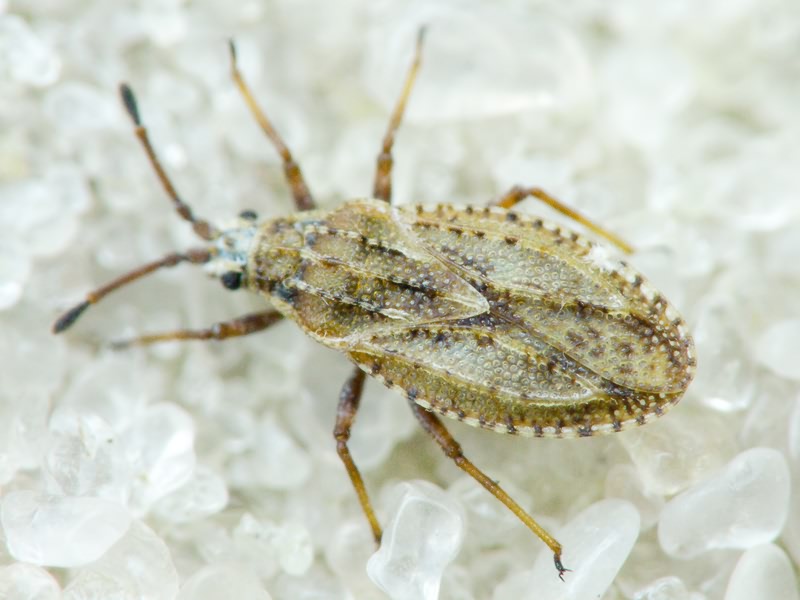 Tingis (Tropidocheila) maculata (Herrich-Schäffer, 1838)